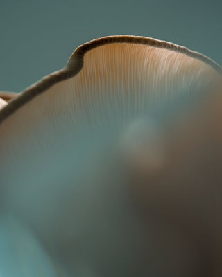 Reishi for Rest and Resilience: Ancient Mushroom, Modern Science